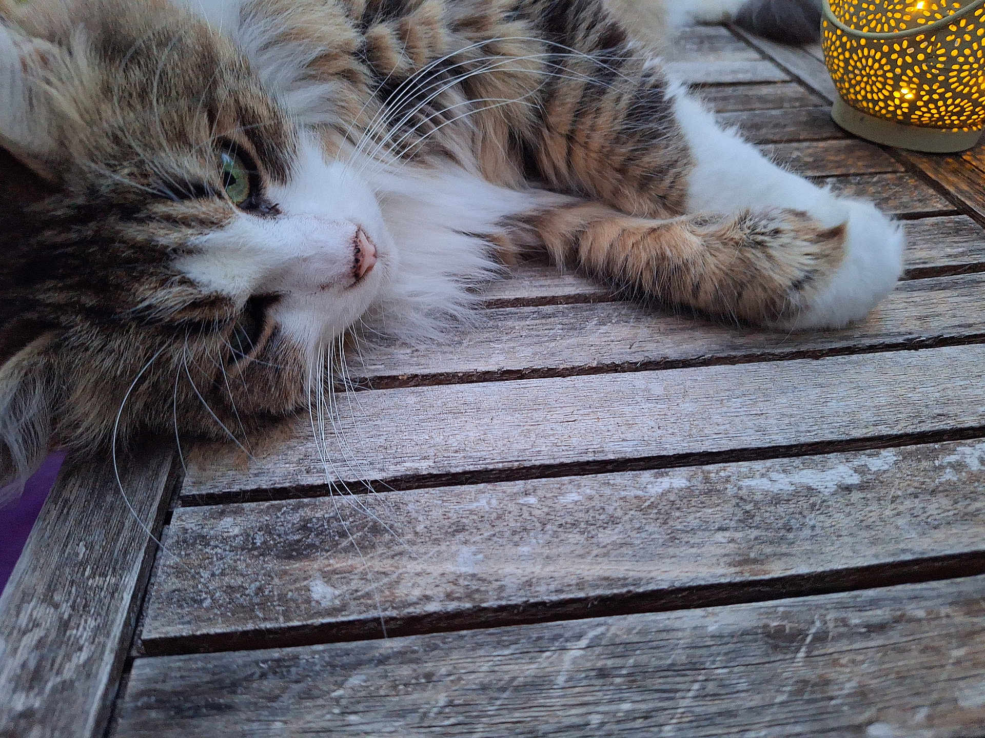 Chacha