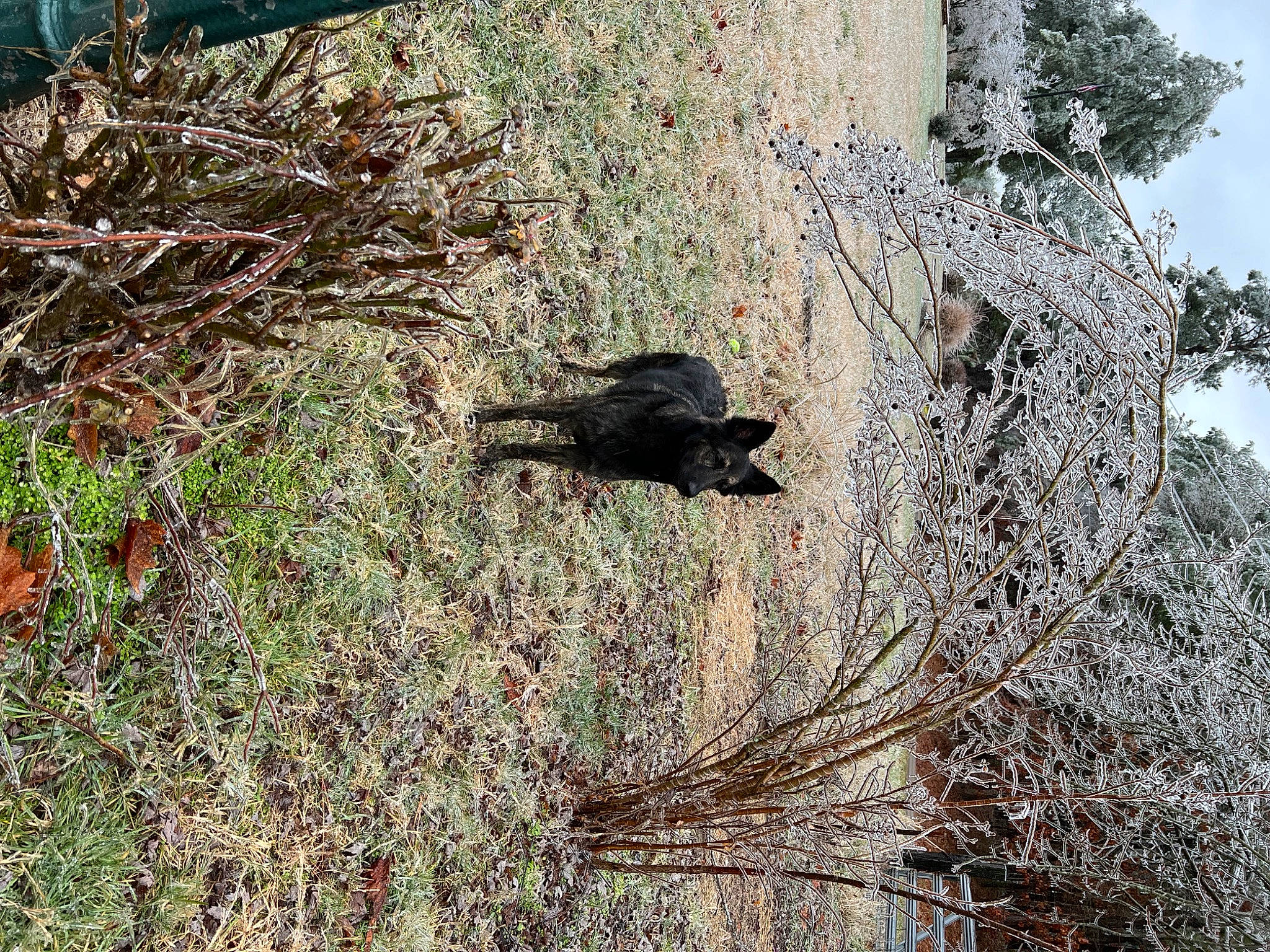 Sasha Grace joined the competition — help win amazing prizes! bedrock, carnivore, grass, grass_family, groundcover, landscape, plant, plant_community, shrub, sky, soil, tail, terrestrial_animal, tints_and_shades, tree, trunk, twig, vegetation, wildlife, wood