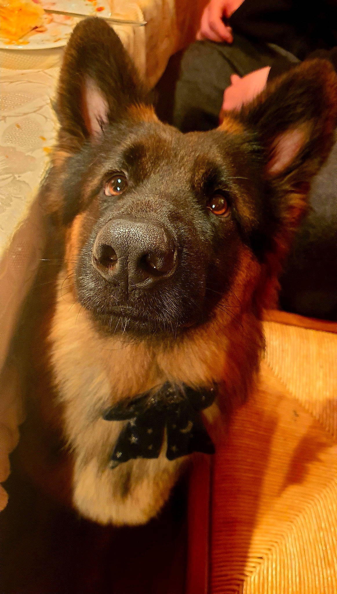 Sully participe au concours pour gagner de l'argent avec cette photo : belgian_shepherd, bohemian_shepherd, canidae, carnivore, dog, dog_breed, ear, east_european_shepherd, german_shepherd_dog, king_shepherd, mammal, nose, old_german_shepherd_dog, rare_breed_dog, shiloh_shepherd_dog, snout, tervuren, vertebrate