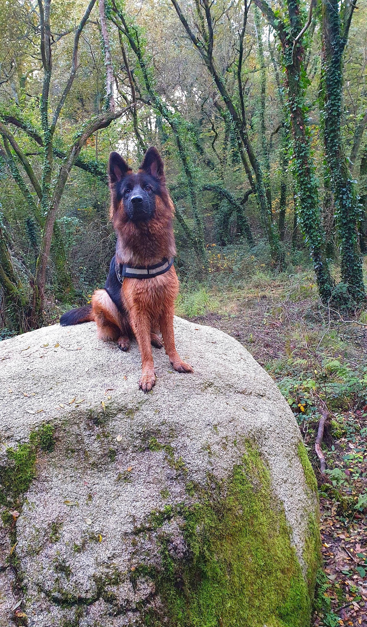 Sully participe au concours pour gagner de l'argent avec cette photo : australian_cattle_dog, belgian_shepherd, belgian_shepherd_malinois, canidae, carnivore, dog, dog_breed, east_european_shepherd, fawn, german_shepherd_dog, herding_dog, king_shepherd, kunming_wolfdog, mammal, old_german_shepherd_dog, plant, rock, shiloh_shepherd_dog, vertebrate, working_dog