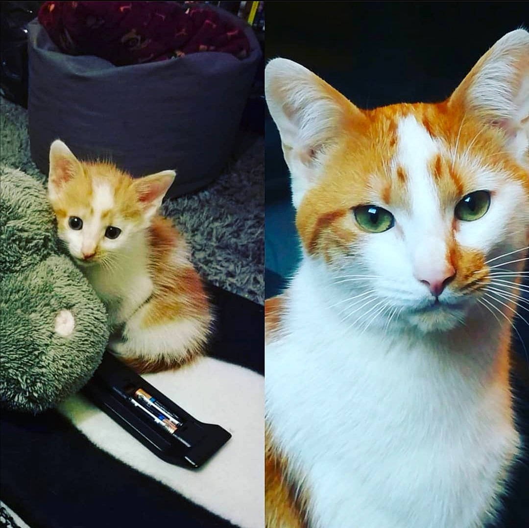 Symba a rejoint le concours — aidez-le/la à gagner de superbes lots ! aegean_cat, american_wirehair, asian, carnivore, cat, domestic_short_haired_cat, ear, european_shorthair, eye, felidae, fur, german_rex, japanese_bobtail, kitten, mammal, polydactyl_cat, small_to_medium_sized_cats, tabby_cat, tail, whiskers