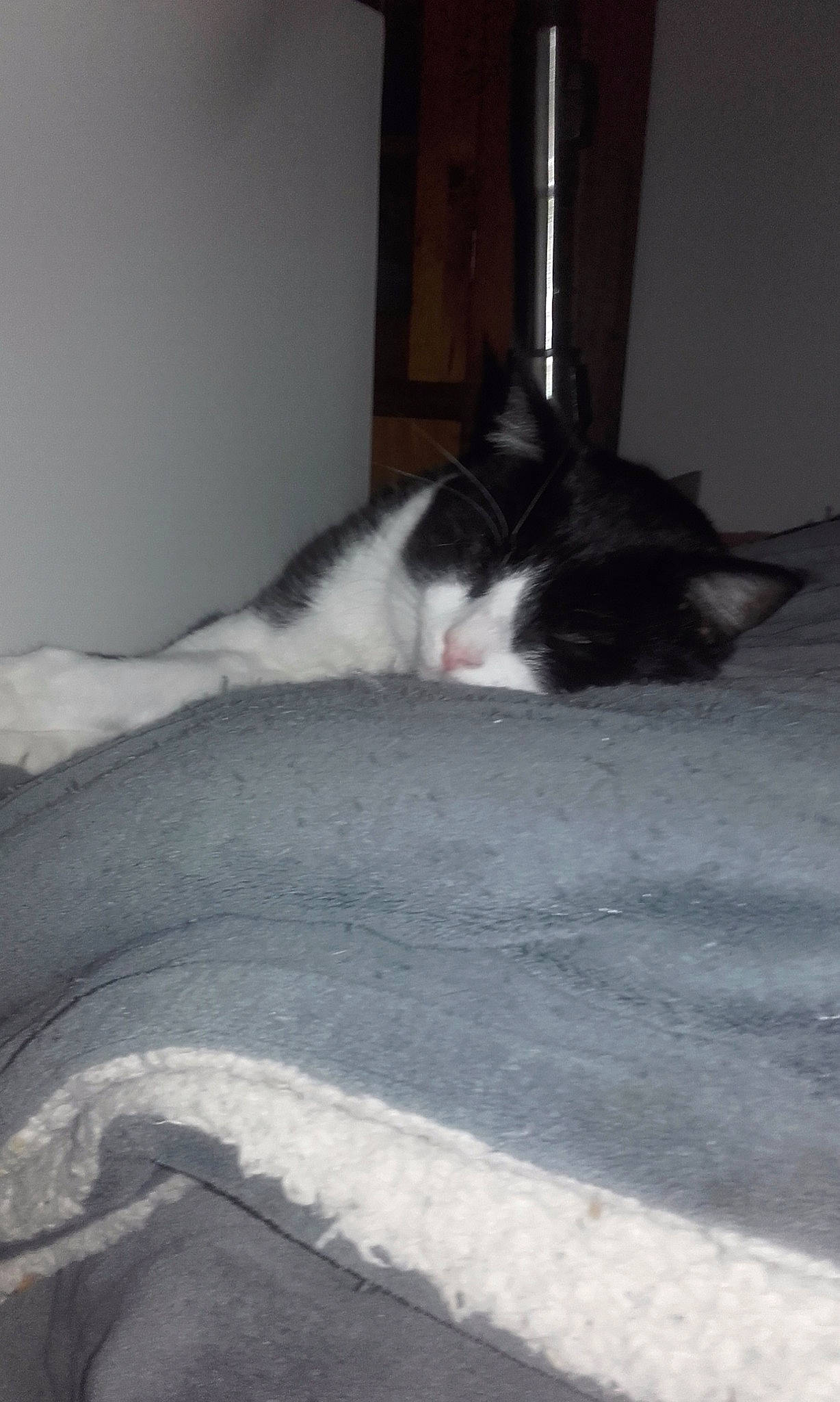 Félix participe au concours pour gagner de l'argent avec cette photo : black_and_white, carnivore, cat, domestic_short_haired_cat, felidae, kitten, polydactyl_cat, small_to_medium_sized_cats, tail, whiskers