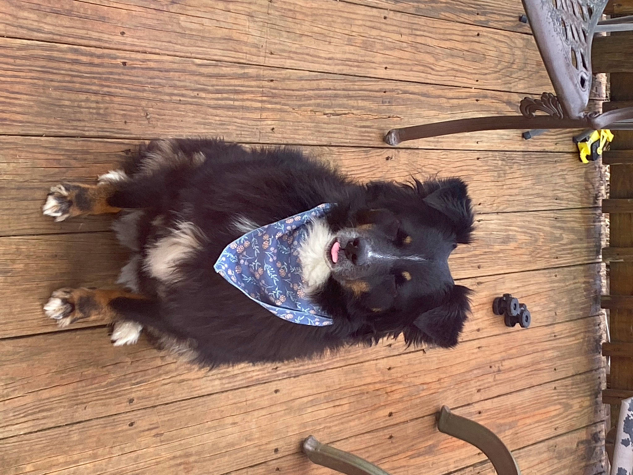 Hendrix is registered to the contest to win money with this photo: canidae, carnivore, collar, companion_dog, dog_breed, fashion_accessory, flooring, fur, hardwood, lumber, natural_material, plank, snout, sporting_group, tail, terrestrial_animal, wood, wood_stain, working_animal