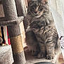 animal, cat, cat_tree, cozy, curious, curtains, domestic, feline, fluffy_fur, fur_texture, gray_cat, home, indoor, looking, multi_level, pet, relaxed, scratching_post, sitting, window