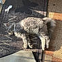 Ascote participe au concours pour gagner de l'argent avec cette photo : animal, butterfly_pattern, cat, cozy, feline, floor, fluffy, gray_cat, home, indoor, pet, quiet, relaxation, resting, rug, shadow, sleeping, soft, sunlight, tile