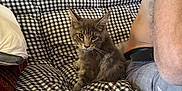 Ascote a rejoint le concours — aidez-le/la à gagner de superbes lots ! black_and_white, cat, checkered_pattern, couch, cozy, domestic_animal, ears, fabric, feline, fur, gray_cat, home, human_arm, indoor, looking, person, pet, relaxing, seated, whiskers