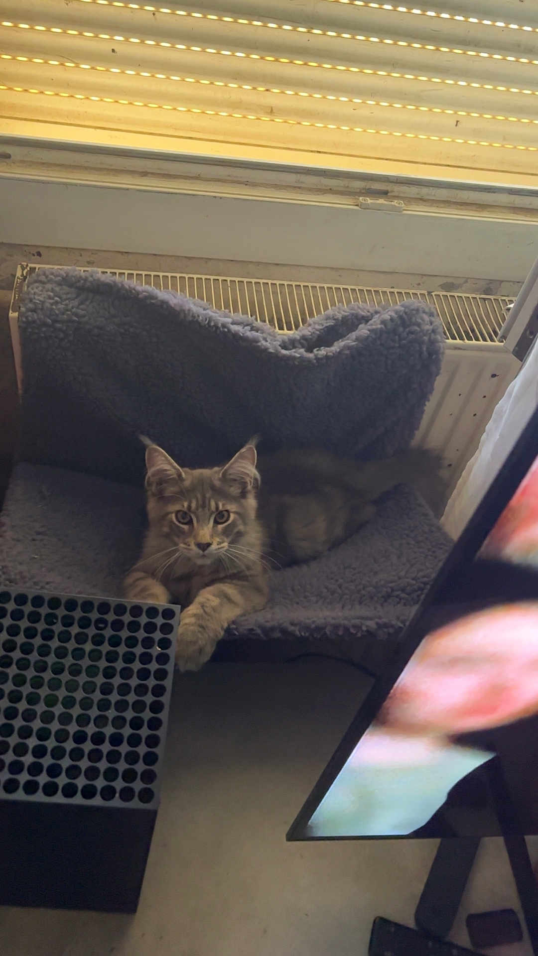 Ascote participe au concours pour gagner de l'argent avec cette photo : blanket, cat, comfort, cozy, curious, ears, feline, floor, fur, gray_cat, heater, home, indoor, pet, radiator, relaxed, resting, screen, television, whiskers