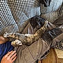 Ascote a rejoint le concours — aidez-le/la à gagner de superbes lots ! animal, blanket, casual, cat, checkered_pattern, comfort, couch, cozy, feline, fur, hand, home, indoor, leisure, pants, person, pet, relaxation, resting, stretching