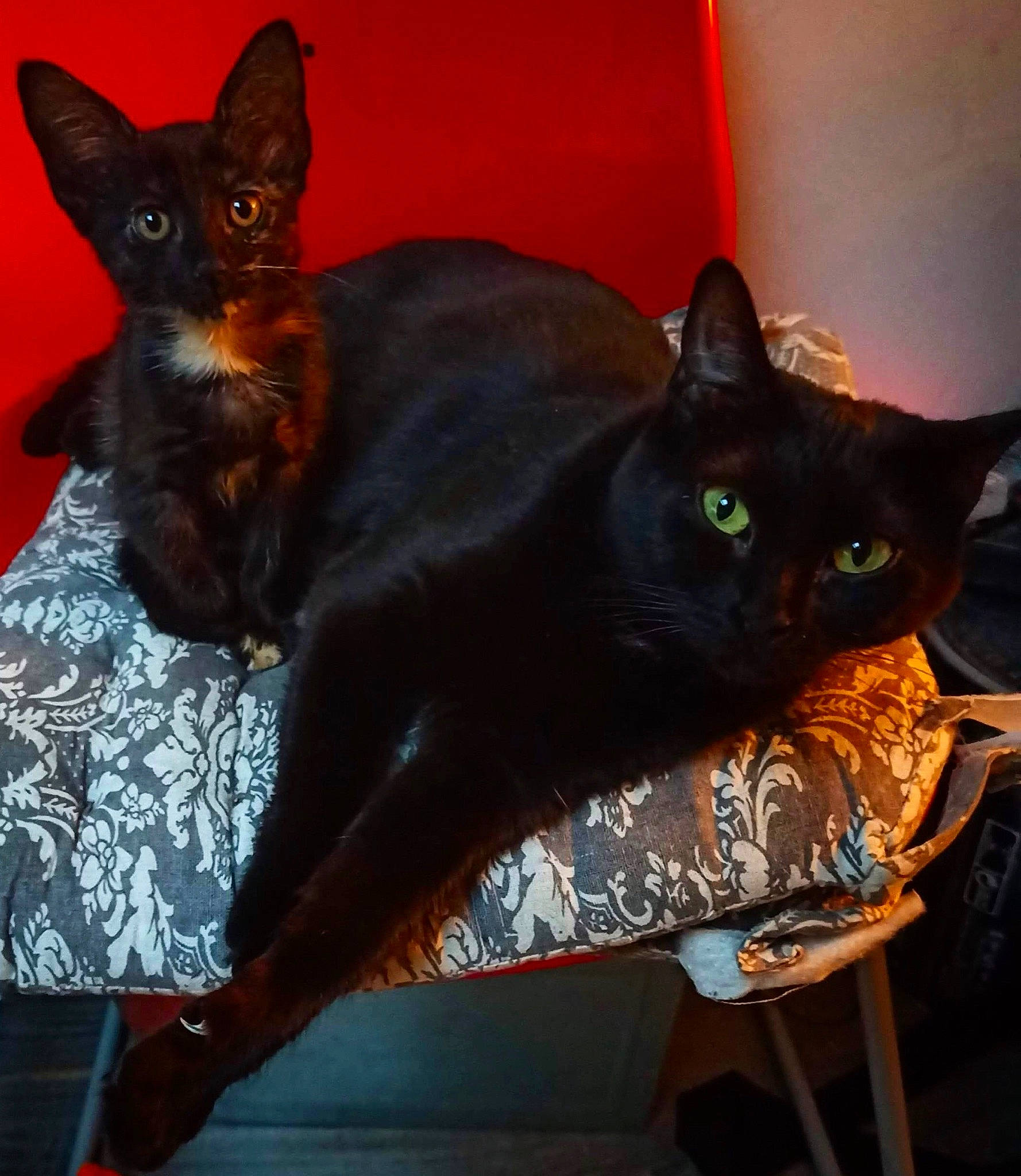 Din participe au concours pour gagner de l'argent avec cette photo : asian, black_cat, bombay, carnivore, cat, devon_rex, felidae, havana_brown, mammal, small_to_medium_sized_cats, vertebrate, whiskers