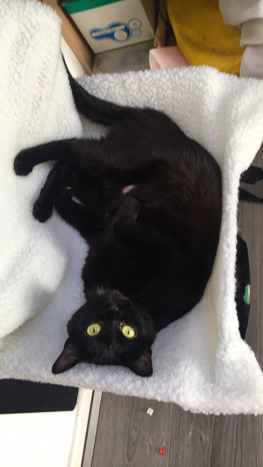 Din participe au concours pour gagner de l'argent avec cette photo : black, black_cat, bombay, burmese, carnivore, cat, claw, felidae, havana_brown, small_to_medium_sized_cats, tail, whiskers