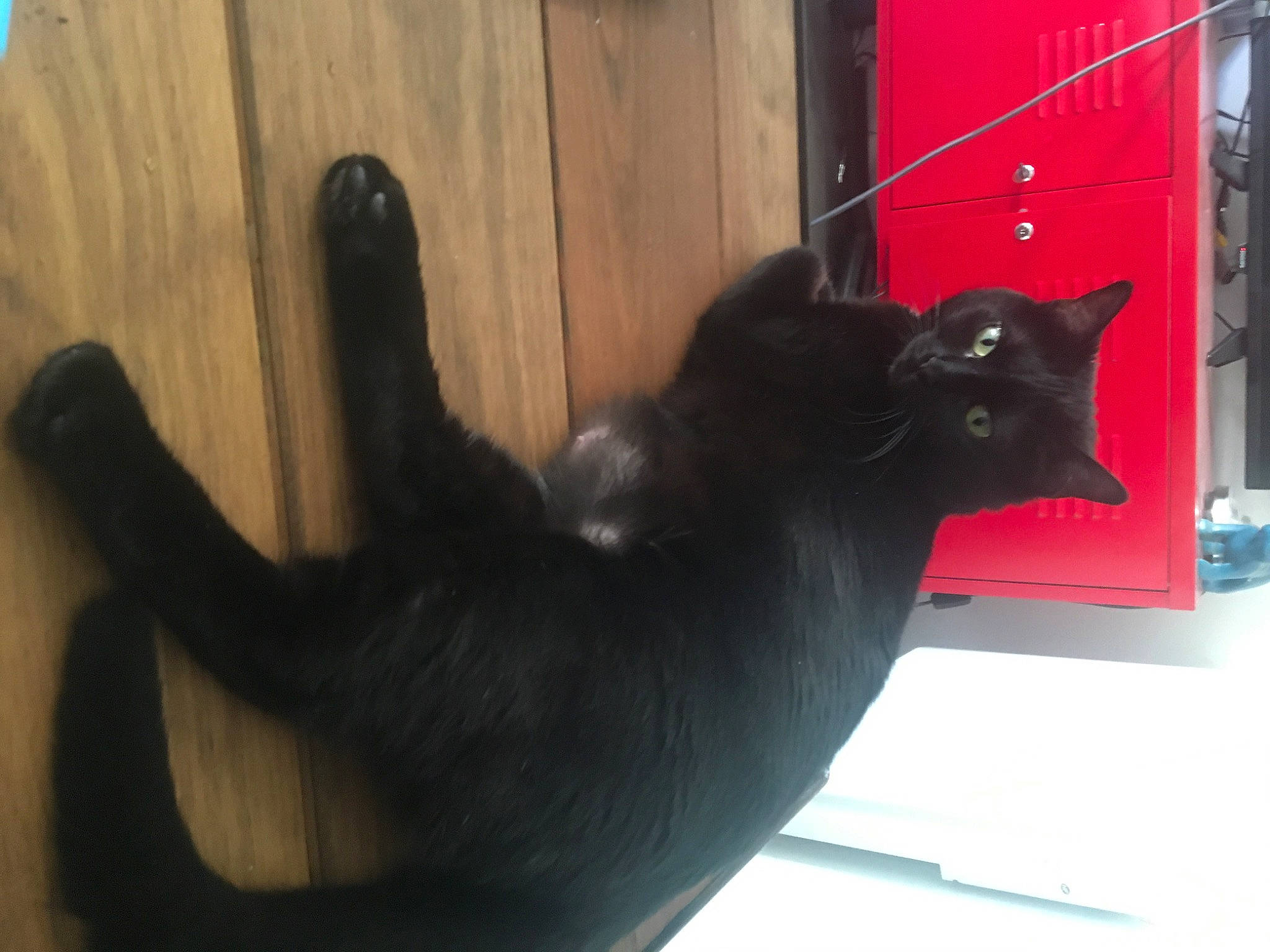 Din participe au concours pour gagner de l'argent avec cette photo : black, black_cat, bombay, carnivore, cat, domestic_short_haired_cat, felidae, korat, russian_blue, small_to_medium_sized_cats, snout, tail, whiskers