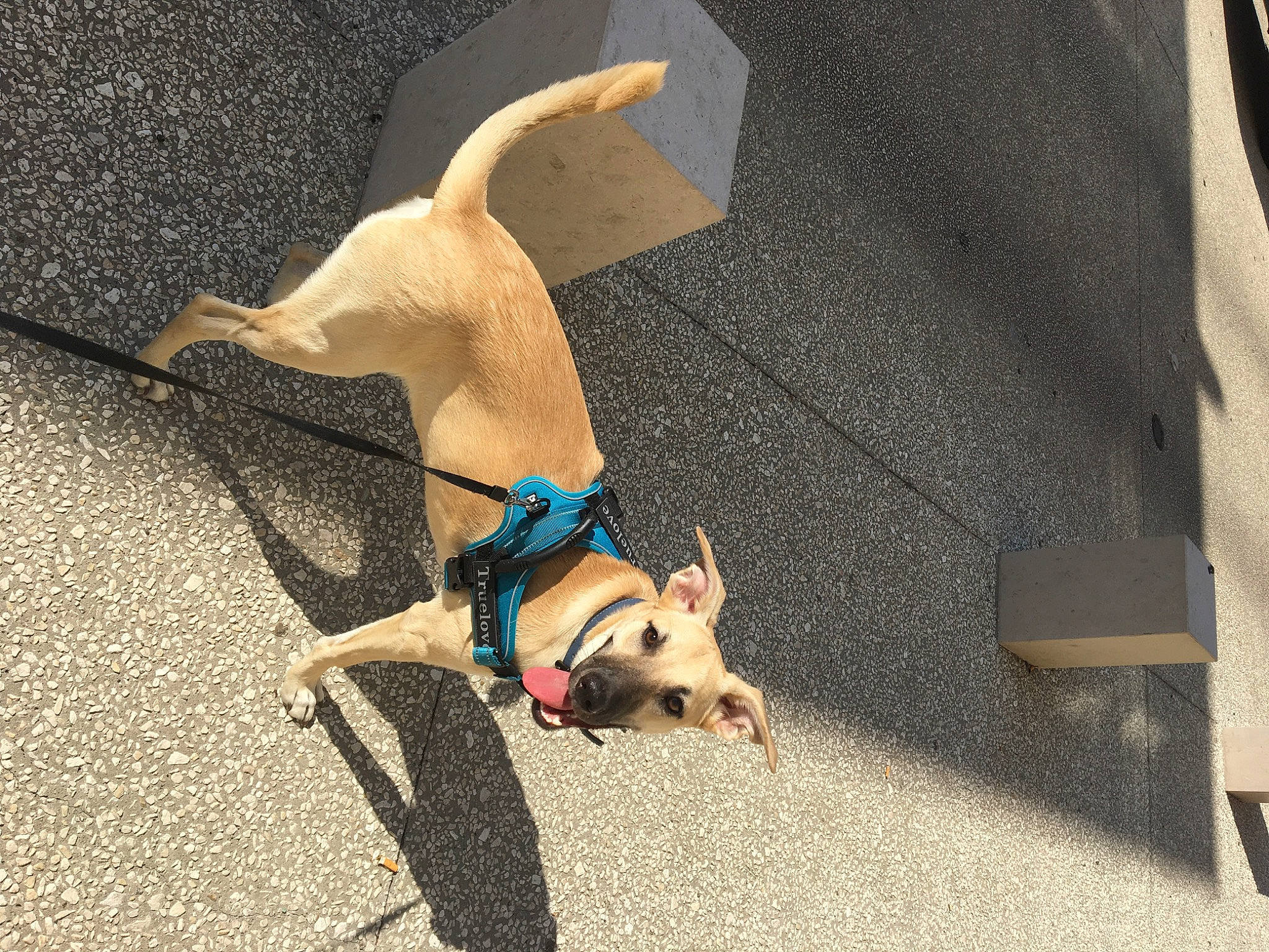 Malta participe au concours pour gagner de l'argent avec cette photo : canidae, carnivore, chihuahua, dog, dog_breed, fawn, leash, snout, sporting_group, tail, toy_dog