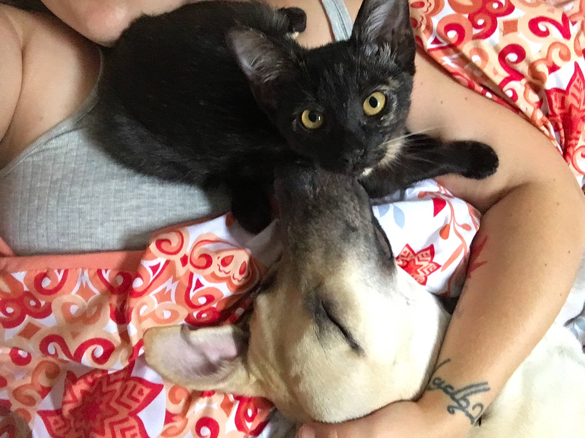 Malta a rejoint le concours — aidez-le/la à gagner de superbes lots ! asian, black_cat, bombay, burmese, carnivore, cat, cornish_rex, devon_rex, felidae, german_rex, kitten, mammal, rex_cat, small_to_medium_sized_cats, vertebrate, whiskers