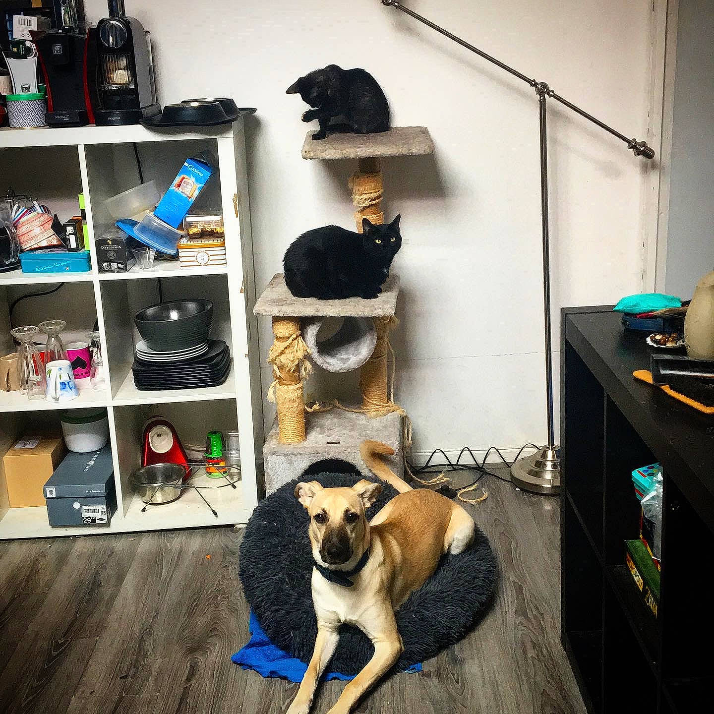 Malta participe au concours pour gagner de l'argent avec cette photo : canidae, cap, carnivore, dog, fawn, furniture, headgear, room, shelf