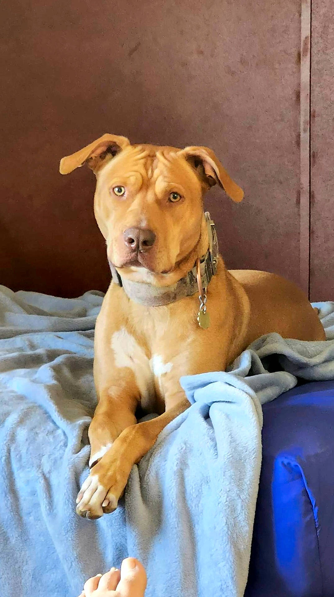 Axl joined the competition — help win amazing prizes! canidae, carnivore, collar, comfort, companion_dog, dog, dog_breed, dog_collar, dog_supply, fawn, fur, liver, non_sporting_group, pet_supply, snout, sporting_group, terrestrial_animal, whiskers, working_animal, working_dog