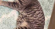 Tommy joined the competition — help win amazing prizes! cat, tabby_cat, gray_cat, striped_fur, pet, domestic_animal, animal, feline, whiskers, ears, paws, tail, lying_down, indoor, rug, soft_texture, close_up, curious_look, relaxed, fur_pattern