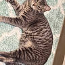 cat, tabby_cat, gray_cat, striped_fur, pet, domestic_animal, animal, feline, whiskers, ears, paws, tail, lying_down, indoor, rug, soft_texture, close_up, curious_look, relaxed, fur_pattern