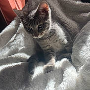 Tommy joined the competition — help win amazing prizes! kitten, cat, blanket, soft, sunlight, cozy, indoor, feline, pet, fur, cute, animal, resting, comfort, warm, small, young, striped, whiskers, relaxing