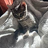 kitten, cat, blanket, soft, sunlight, cozy, indoor, feline, pet, fur, cute, animal, resting, comfort, warm, small, young, striped, whiskers, relaxing