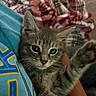 Tommy joined the competition — help win amazing prizes! kitten, cat, paw, feline, pet, cute, closeup, indoor, plaid_blanket, fur, whiskers, ears, person, holding, blue_clothing, expression, eyes, cozy, resting, domestic