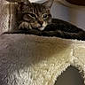 Tommy is registered to the contest to win money with this photo: cat, tabby_cat, pet, feline, cat_tree, fluffy, cozy, resting, sleepy, paw, indoor, home, fur, animal, cute, relaxed, mammal, whiskers, ears, face