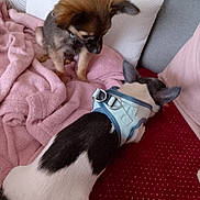 Ary Et Virgule participe au concours pour gagner de l'argent avec cette photo : puppy, dog, blanket, couch, harness, pink_blanket, red_cushion, fur, pet, animal, indoors, cute, small_dog, resting, cozy, companion, playful, young_dog, relaxing, domestic