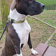 Navy a rejoint le concours — aidez-le/la à gagner de superbes lots ! alert, animal, bench, black_and_white, canine, collar, dog, fur, grass, leash, nature, outdoor, park, paw, pet, pond, quiet, side_view, standing, tree