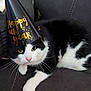 animal, black_and_white, cat, celebration, closeup, couch, cute, domestic_cat, feline, fur, green_eyes, happy_new_year, holiday, indoor, party_hat, pet, pink_nose, relaxed, resting, whiskers