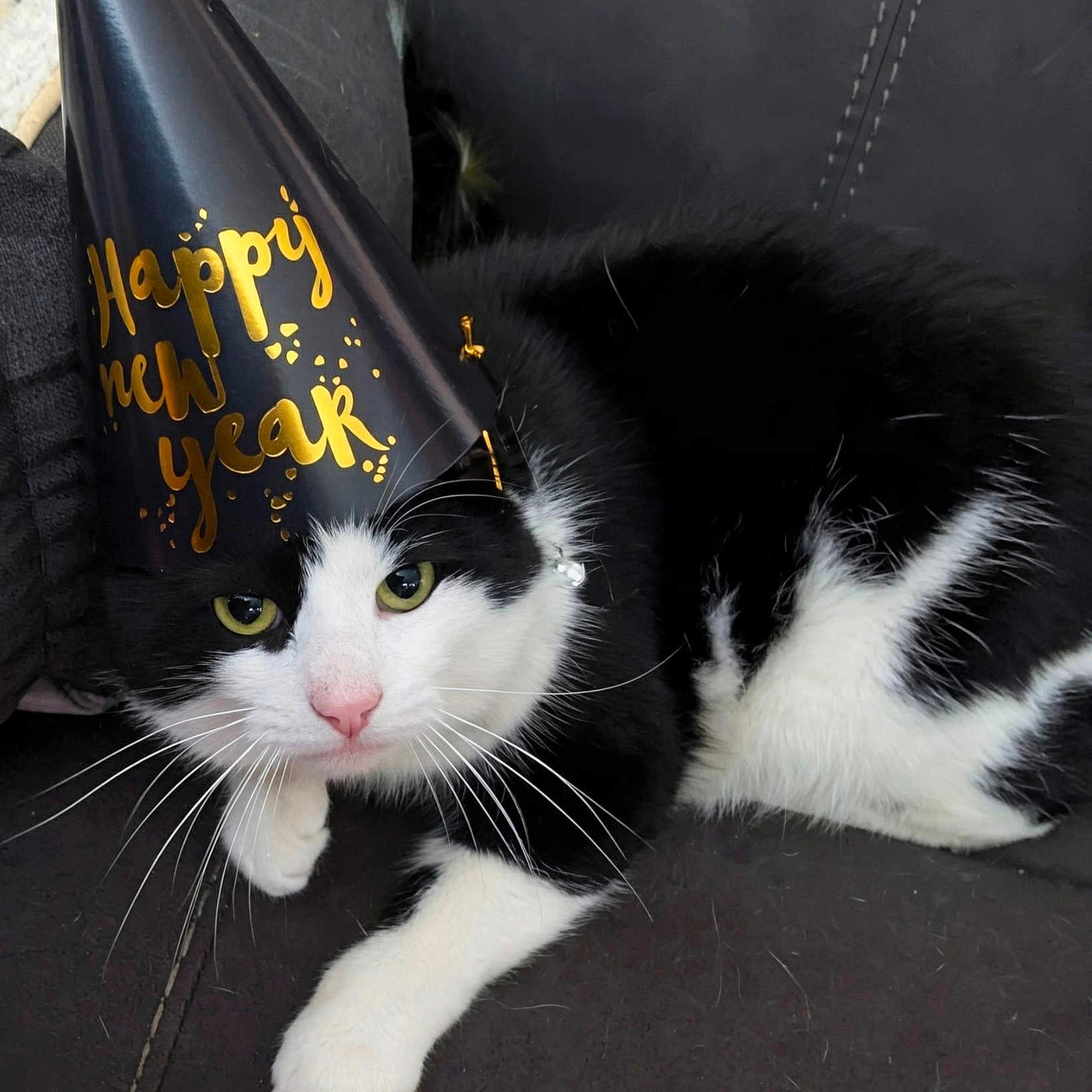 Prancer joined the competition — help win amazing prizes! animal, black_and_white, cat, celebration, closeup, couch, cute, domestic_cat, feline, fur, green_eyes, happy_new_year, holiday, indoor, party_hat, pet, pink_nose, relaxed, resting, whiskers