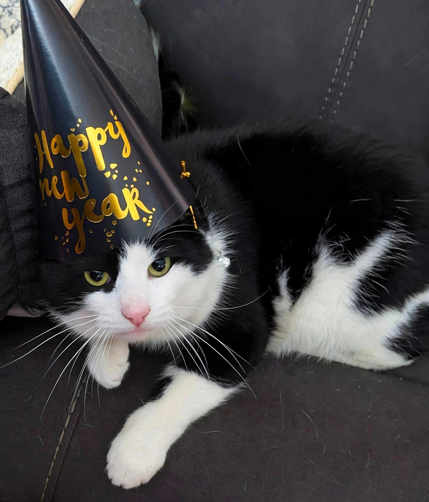 Prancer joined the competition — help win amazing prizes! animal, black_and_white, cat, celebration, closeup, couch, cute, domestic_cat, feline, fur, green_eyes, happy_new_year, holiday, indoor, party_hat, pet, pink_nose, relaxed, resting, whiskers