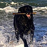 dog, black_dog, ocean, waves, water_splash, stick, running, beach, animal, pet, outdoor, happy, playful, canine, sea, nature, motion, summer, fun, active