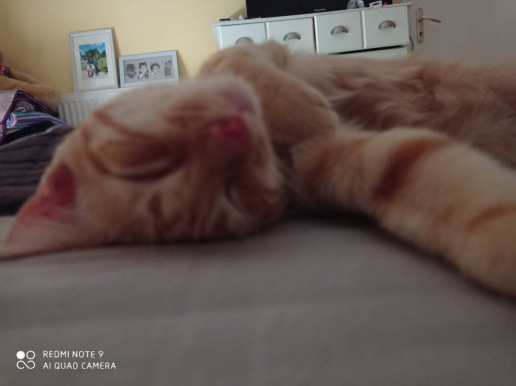 Rastamispelo participe au concours pour gagner de l'argent avec cette photo : carnivore, cat, ear, eye, fawn, felidae, fur, kitten, nap, nose, paw, skin, sleep, small_to_medium_sized_cats, snout, tabby_cat, whiskers