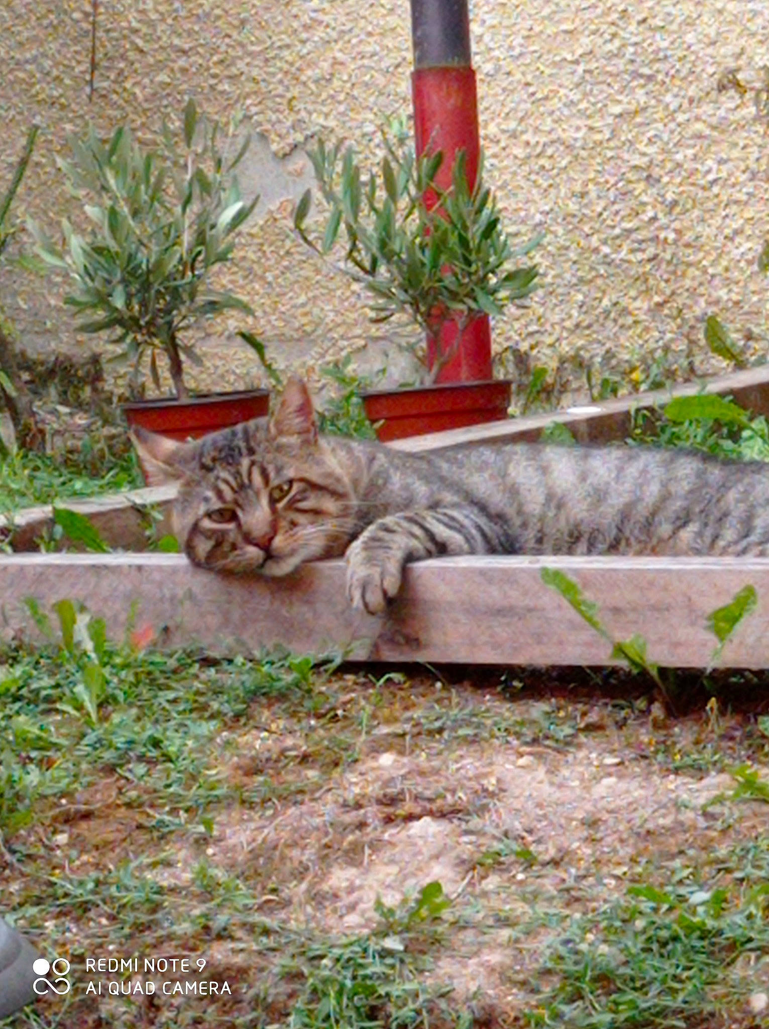 Mojo a rejoint le concours — aidez-le/la à gagner de superbes lots ! carnivore, cat, domestic_short_haired_cat, european_shorthair, fawn, felidae, flower, grass, grass_family, plant, small_to_medium_sized_cats, tabby_cat, tail, tree