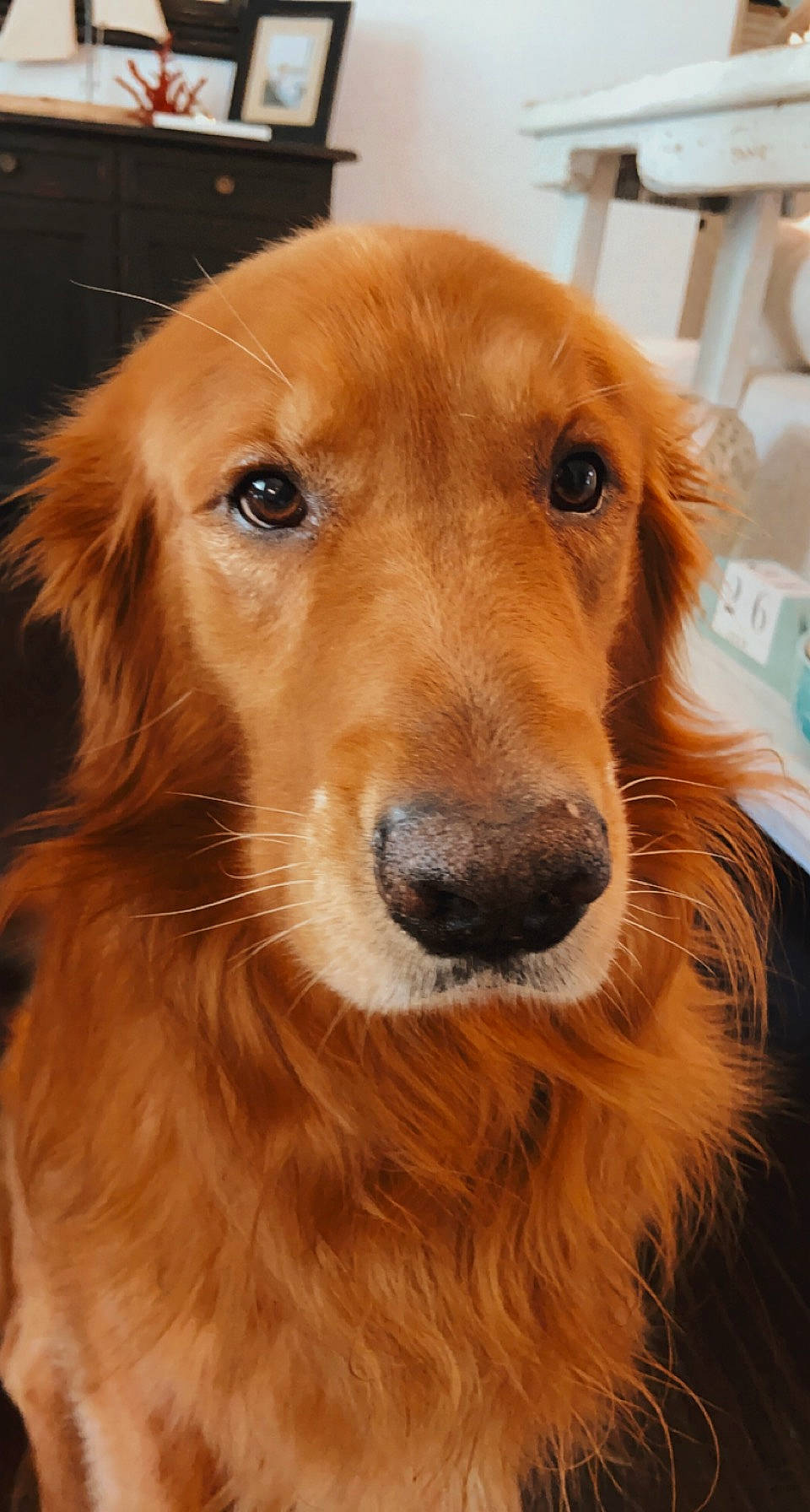 Sailor joined the competition — help win amazing prizes! ancient_dog_breeds, canidae, carnivore, companion_dog, dog, dog_breed, eye, fawn, fur, gun_dog, head, liver, snout, sporting_group, whiskers, working_animal, working_dog