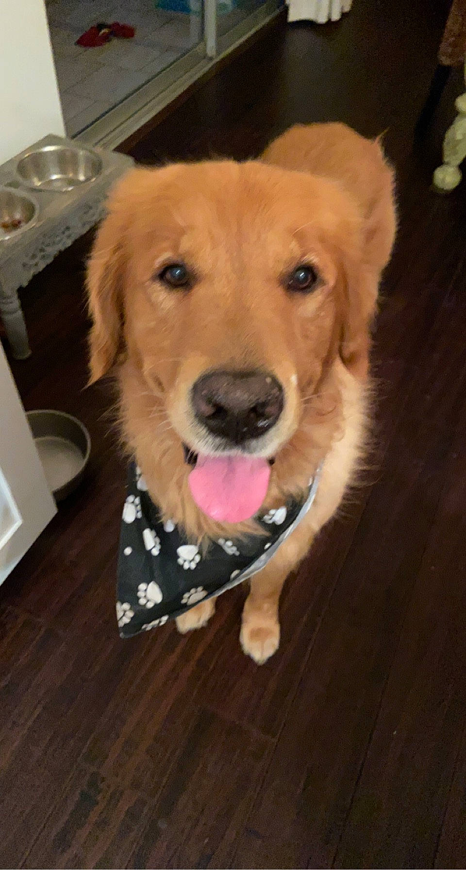 Sailor joined the competition — help win amazing prizes! canidae, carnivore, collar, companion_dog, dog, dog_breed, dog_collar, dog_supply, fawn, flooring, fur, hardwood, paw, pet_supply, snout, sporting_group, whiskers, wood, wood_flooring, working_animal