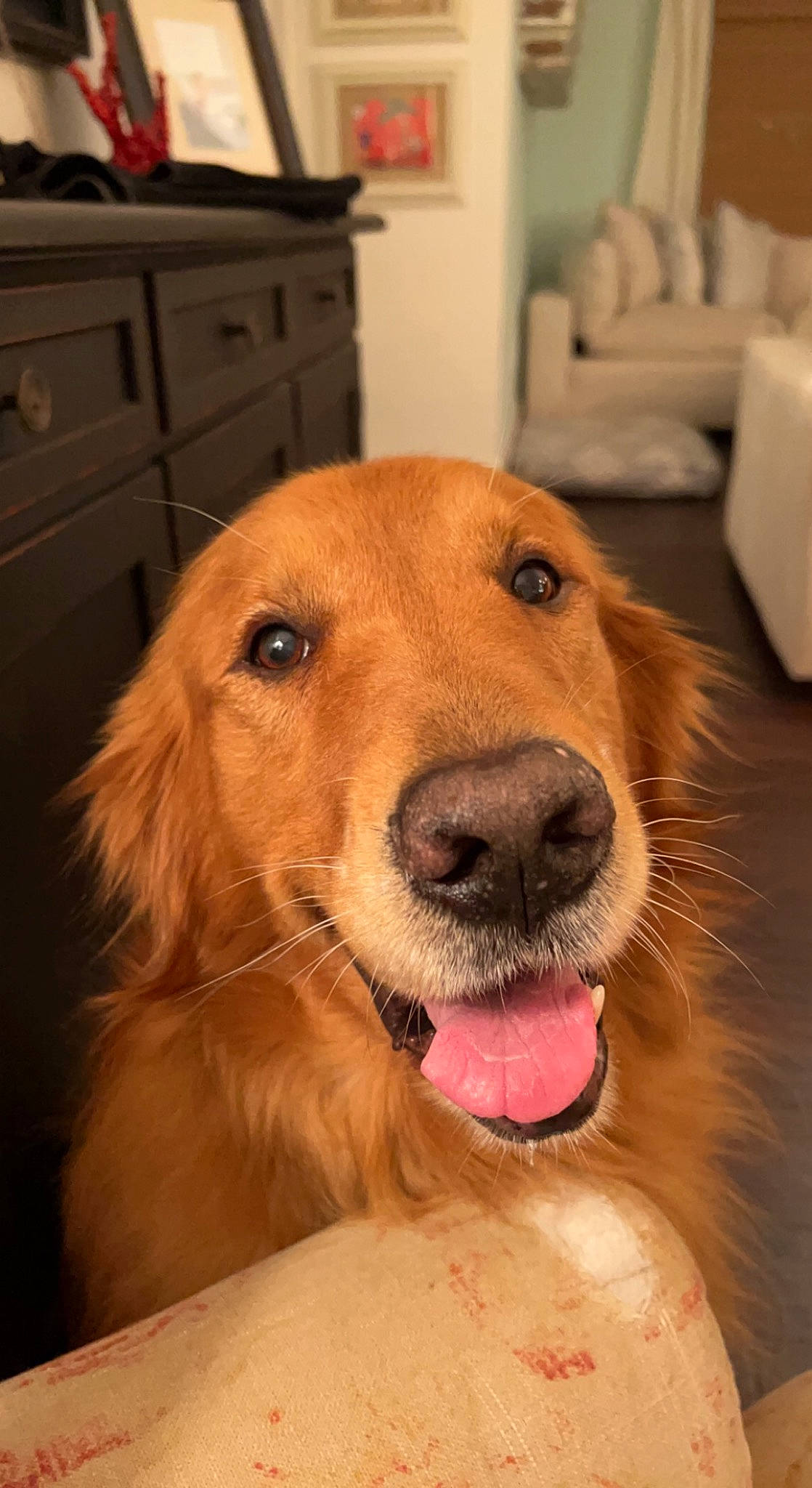 Sailor is registered to the contest to win money with this photo: cabinetry, canidae, carnivore, chest_of_drawers, companion_dog, countertop, cupboard, dog, dog_breed, drawer, fawn, floor, flooring, fur, hardwood, kitchen_appliance, snout, sporting_group, whiskers, wood