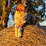 dog, bandana, hay_bale, autumn, outdoor, sunset, tree, nature, animal, pet, happy, tongue_out, fur, portrait, fall, grass, cute, relaxed, warm_light, closeup