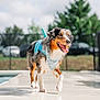 dog, australian_shepherd, life_jacket, bandana, wet_surface, poolside, water_droplets, outdoor, daylight, happy, tongue_out, walking, fur, pet, canine, nature, greenery, summer, playful, animal