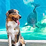 dog, australian_shepherd, tongue_out, pet, animal, dolphin, underwater, aquarium, water, blue_background, stone_ledge, sitting, happy, playful, mammal, outdoor, smiling, collar, pet_tag, friendly