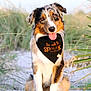 dog, australian_shepherd, bandana, black_bandana, text_on_bandana, tongue_out, sitting, outdoor, sand, grass, greenery, pet, animal, cute, friendly, portrait, nature, sunlight, happy, ears
