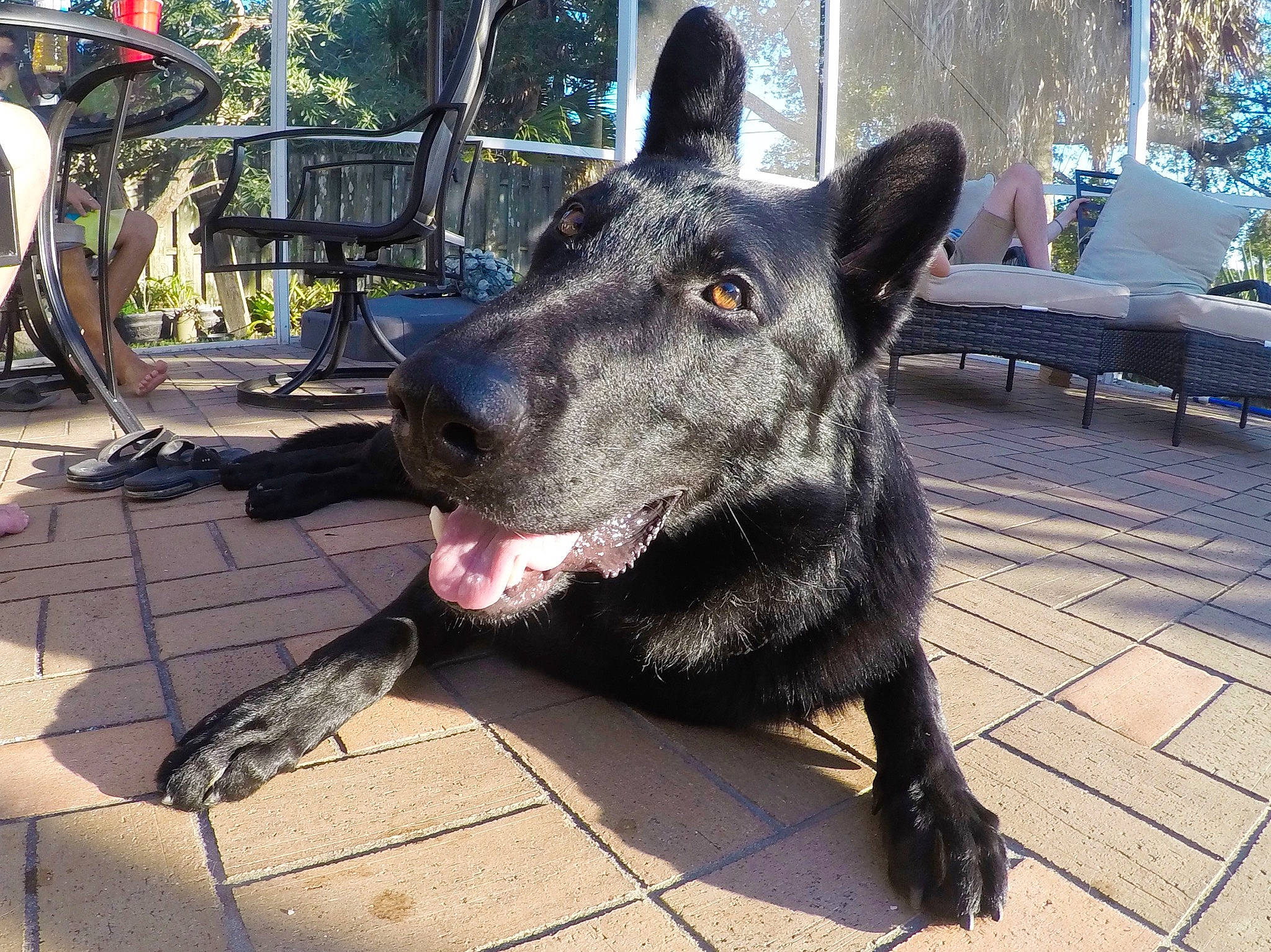 Roman is registered to the contest to win money with this photo: bench, canidae, carnivore, collar, companion_dog, dog, dog_breed, dog_collar, fur, guard_dog, herding_dog, mammal, outdoor_furniture, plant, snout, sporting_group, tree, whiskers, working_animal, working_dog