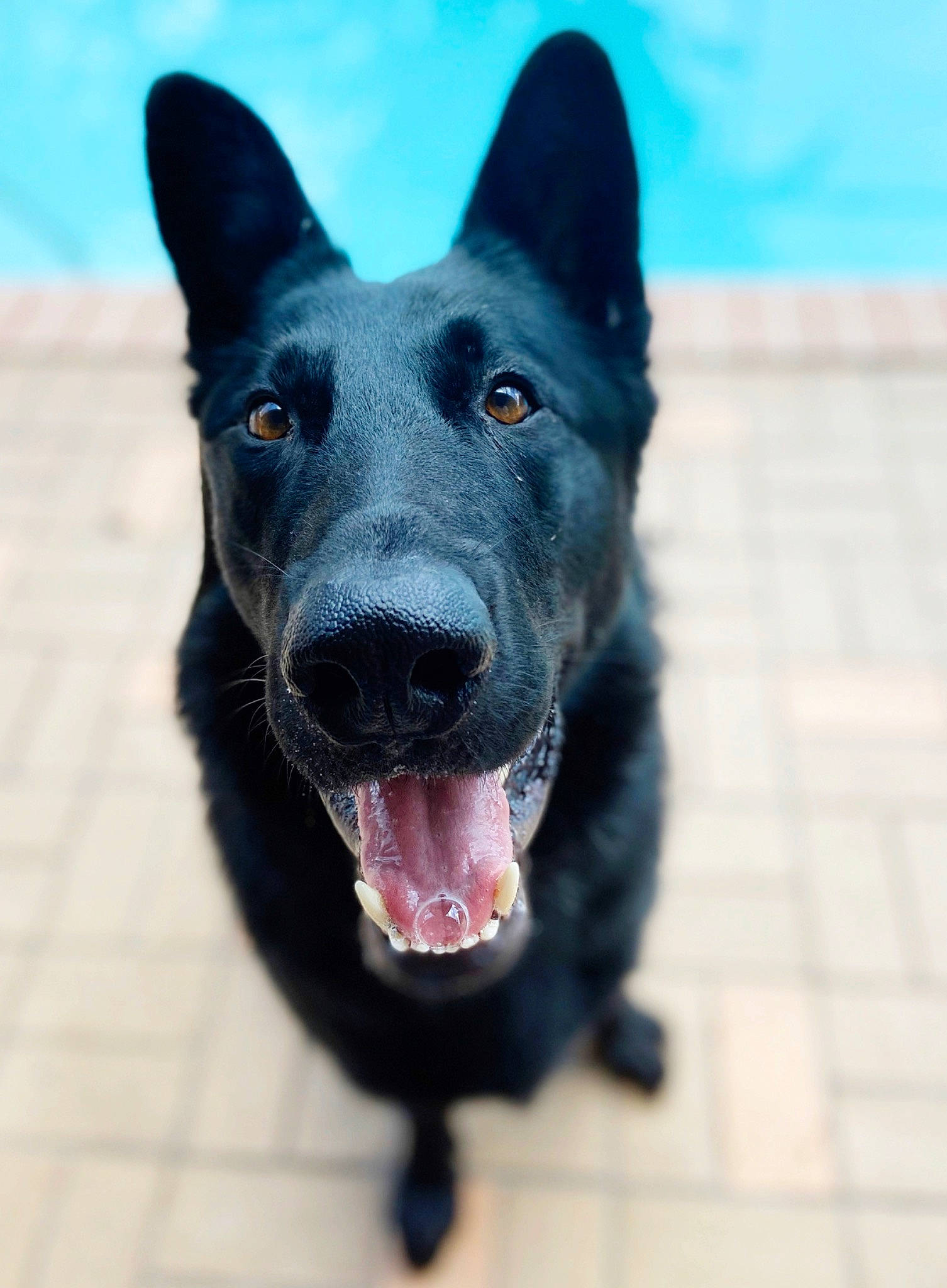 Roman joined the competition — help win amazing prizes! canidae, carnivore, collar, companion_dog, dog, dog_breed, dog_collar, electric_blue, fang, foot, fur, guard_dog, human_body, jaw, non_sporting_group, snout, sporting_group, whiskers, working_animal, working_dog