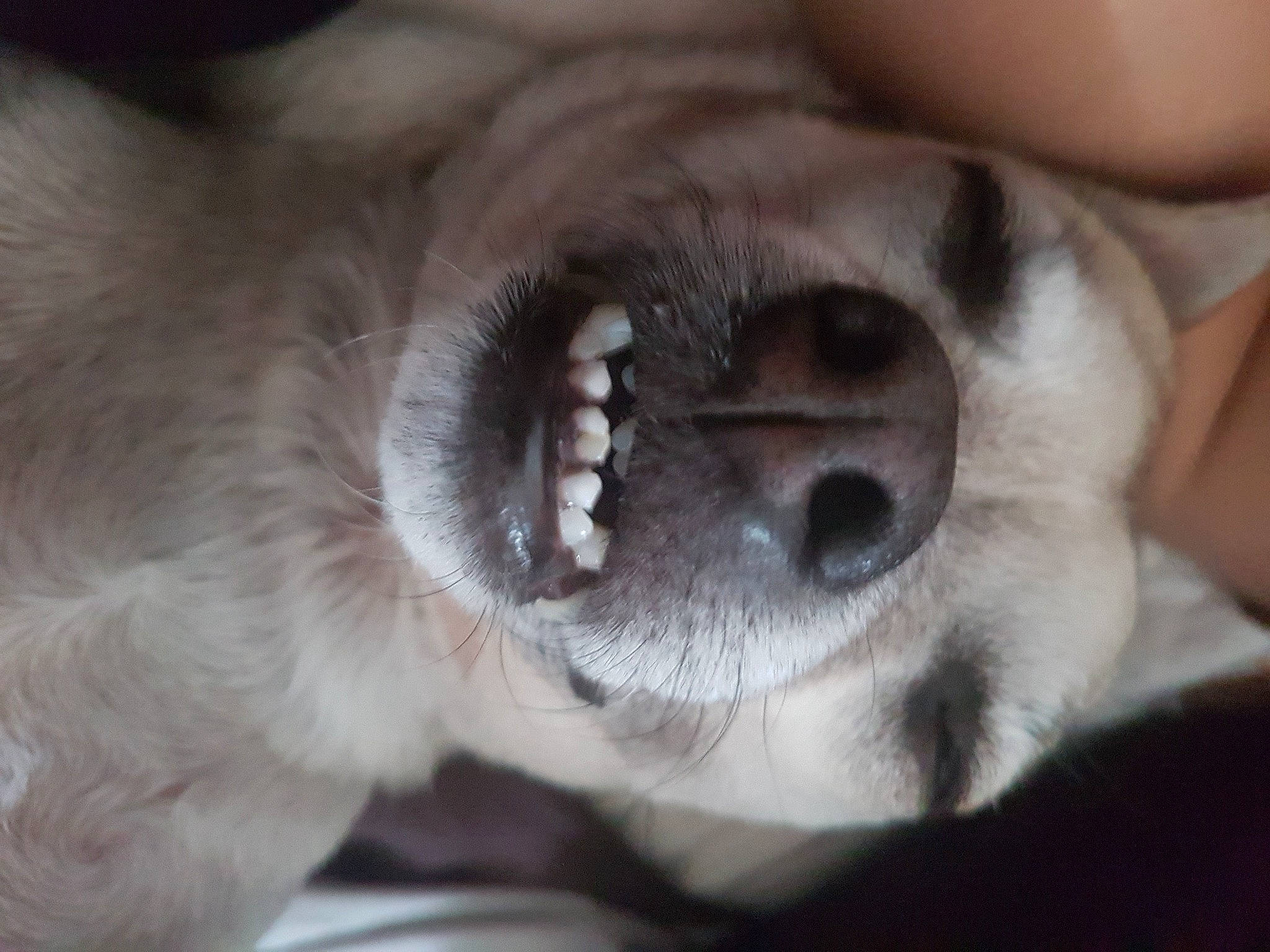 Jerry a rejoint le concours — aidez-le/la à gagner de superbes lots ! carnivore, comfort, companion_dog, dog, dog_breed, ear, eyelash, fang, fawn, fur, non_sporting_group, paw, snout, sporting_group, whiskers, working_animal