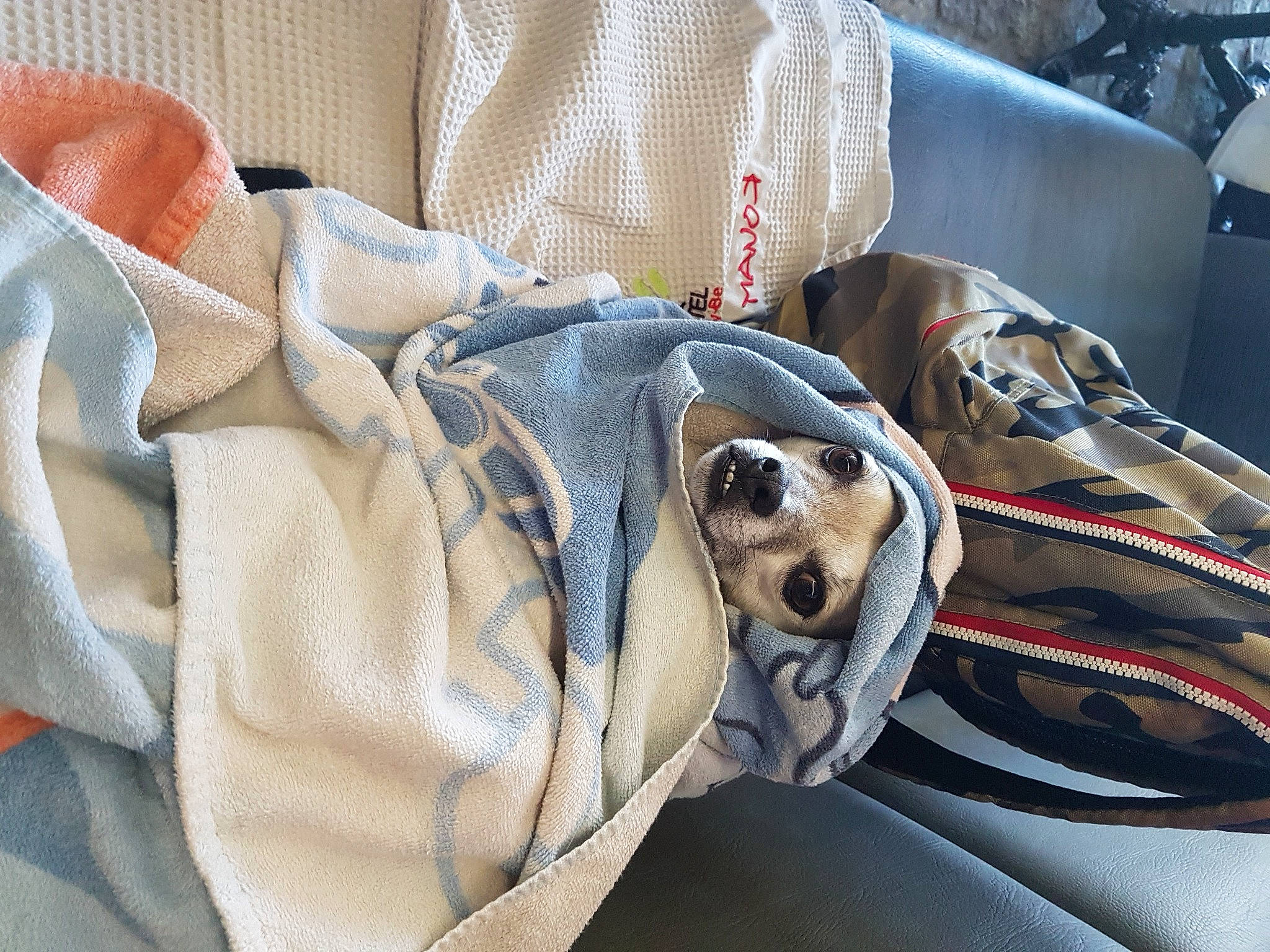 Jerry a rejoint le concours — aidez-le/la à gagner de superbes lots ! bag, baggage, carmine, carnivore, collar, comfort, companion_dog, dalmatian, dog, dog_breed, dog_supply, fashion_accessory, grey, linens, luggage_and_bags, motor_vehicle, pattern, personal_protective_equipment, snout, working_animal