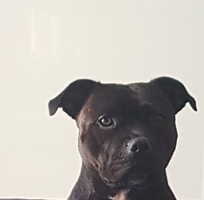 Rubis a rejoint le concours — aidez-le/la à gagner de superbes lots ! borador, canidae, carnivore, companion_dog, dog, dog_breed, dog_collar, fawn, guard_dog, non_sporting_group, plant, pug, puppy, sporting_group, terrestrial_animal, toy_dog, whiskers, working_animal, working_dog