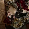 Cleo is registered to the contest to win money with this photo: cat, black_and_white, tinsel, holiday_decor, indoors, curious, pet, fur, whiskers, collar, sparkly, festive, relaxed, closeup, animal, cute, decorative, celebration, cozy, soft