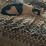 Cleo joined the competition — help win amazing prizes! cat, bed, blanket, pattern, indoor, resting, sleeping, feline, animal, cozy, soft_light, white, black, fur, domestic, comfort, relaxation, quiet, peaceful, home