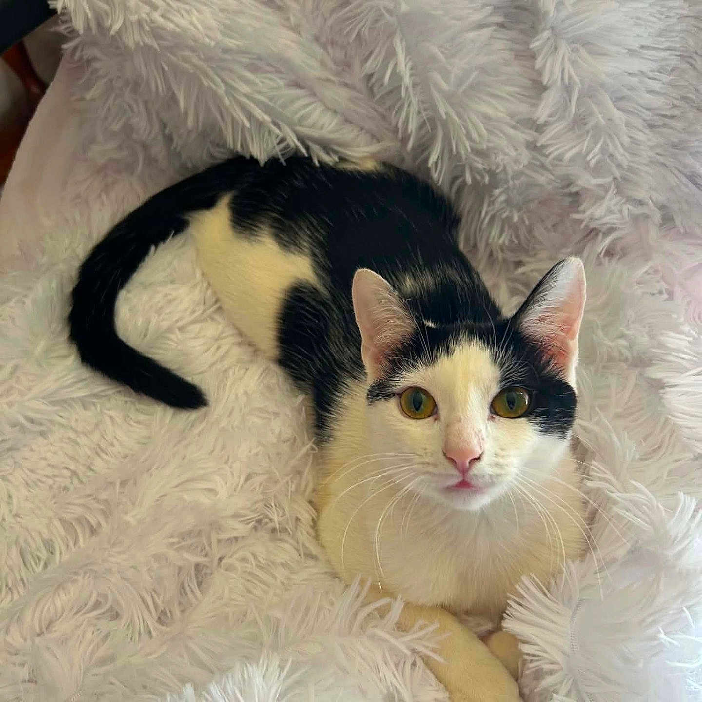 Cleo joined the competition — help win amazing prizes! cat, black_and_white, fluffy_blanket, pet, animal, cute, looking_at_camera, cozy, indoors, fur, whiskers, ears, face, relaxed, soft_texture, domestic_cat, mammal, sleepy, resting, companion