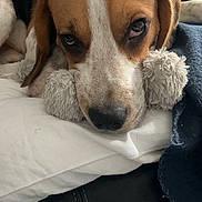 Ulys participe au concours pour gagner de l'argent avec cette photo : beagle, black, blanket, brown, closeup, comfort, couch, dog, ears, fluffy, fur, indoor, nose, pet, pillow, relaxed, resting, sleepy, toy, white