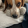 beagle, black, blanket, brown, closeup, comfort, couch, dog, ears, fluffy, fur, indoor, nose, pet, pillow, relaxed, resting, sleepy, toy, white
